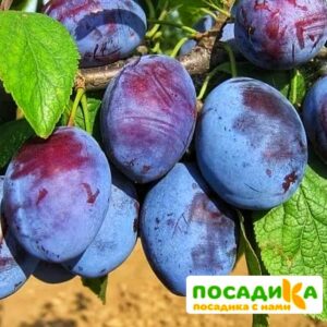 Слива Чачакская ранняя купить по цене от 229.00р. в интернет-магазине «Посадика» с доставкой почтой в в Лахденпохьяе и по всей России – [изображение №1].