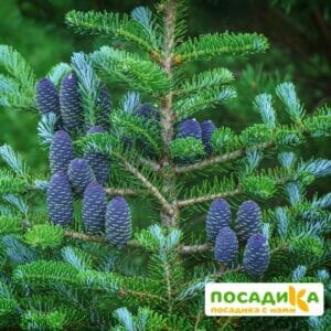 Пихта корейская (Abies koreana) купить по цене от 450.00р. в интернет-магазине «Посадика» с доставкой почтой в в Лахденпохьяе и по всей России – [изображение №1].