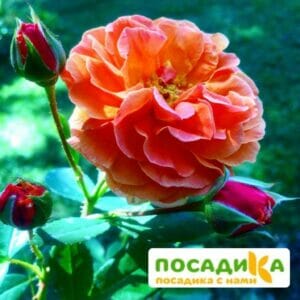 Роза Арабия купить по цене от 350.00р. в интернет-магазине «Посадика» с доставкой почтой в в Лахденпохьяе и по всей России – [изображение №1].