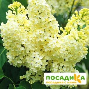 Сирень Примроуз (Primrose) купить по цене от 529.00р. в интернет-магазине «Посадика» с доставкой почтой в в Лахденпохьяе и по всей России – [изображение №1].