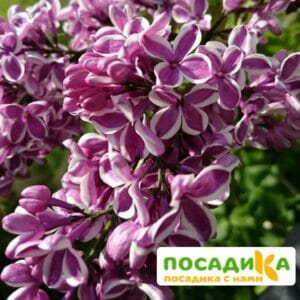 Сирень Сенсация купить по цене от 529.00р. в интернет-магазине «Посадика» с доставкой почтой в в Лахденпохьяе и по всей России – [изображение №1].