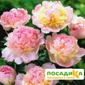 Пион Распберри Сандей (Paeonia Raspberry Sundae) купить по цене от 959р. в интернет-магазине «Посадика» с доставкой почтой в в Лахденпохьяе и по всей России – [изображение №1].