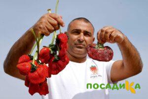 Клубника Гигант Джорнея купить по цене от 266р. в интернет-магазине «Посадика» с доставкой почтой в в Лахденпохьяе и по всей России – [изображение №1].