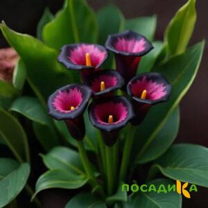Калла Аура Лейс купить по цене от 400р. в интернет-магазине «Посадика» с доставкой почтой в в Лахденпохьяе и по всей России – [изображение №1].