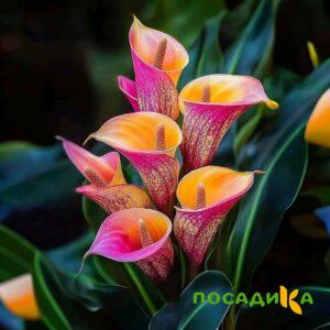 Калла Оникс купить по цене от 450р. в интернет-магазине «Посадика» с доставкой почтой в в Лахденпохьяе и по всей России – [изображение №1].