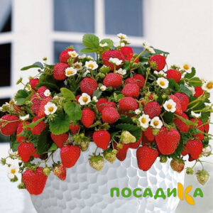 Клубника Рубиновый Шепот (горшечная) купить по цене от 240р. в интернет-магазине «Посадика» с доставкой почтой в в Лахденпохьяе и по всей России – [изображение №1].