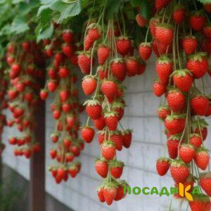 Клубника вьющаяся Комплимент купить по цене от 470р. в интернет-магазине «Посадика» с доставкой почтой в в Лахденпохьяе и по всей России – [изображение №1].