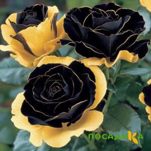 Роза Ханни Сикл купить по цене от 700р. в интернет-магазине «Посадика» с доставкой почтой в в Лахденпохьяе и по всей России – [изображение №1].
