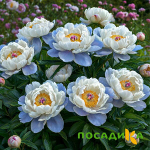 Пион акварельный Этюд купить по цене от 806р. в интернет-магазине «Посадика» с доставкой почтой в в Лахденпохьяе и по всей России – [изображение №1].
