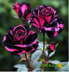Роза Багровый Шепот купить по цене от 366р. в интернет-магазине «Посадика» с доставкой почтой в в Лахденпохьяе и по всей России – [изображение №1].