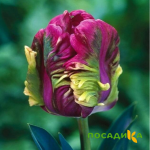 Тюльпан Экзотик Хэвен купить по цене от 186р. в интернет-магазине «Посадика» с доставкой почтой в в Лахденпохьяе и по всей России – [изображение №1].