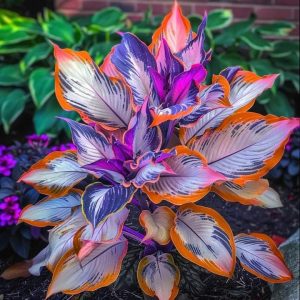 Хоста Эмеральд Тиара купить по цене от 602р. в интернет-магазине «Посадика» с доставкой почтой в в Лахденпохьяе и по всей России – [изображение №1].