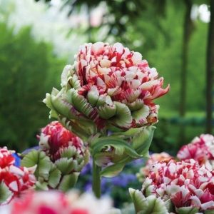 Тюльпан Дабл Флеминг Берд купить по цене от 249р. в интернет-магазине «Посадика» с доставкой почтой в в Лахденпохьяе и по всей России – [изображение №1].