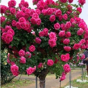 Роза Версаля купить по цене от 232р. в интернет-магазине «Посадика» с доставкой почтой в в Лахденпохьяе и по всей России – [изображение №1].