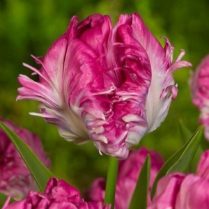 Тюльпан махровый Кул Кристал купить по цене от 400р. в интернет-магазине «Посадика» с доставкой почтой в в Лахденпохьяе и по всей России – [изображение №1].