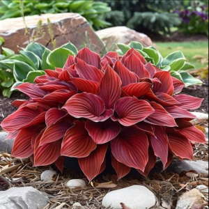 Хоста Малыш Шедевр купить по цене от 421р. в интернет-магазине «Посадика» с доставкой почтой в в Лахденпохьяе и по всей России – [изображение №1].