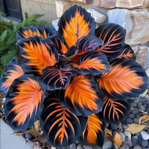 Хоста Сикрет Форест купить по цене от 601р. в интернет-магазине «Посадика» с доставкой почтой в в Лахденпохьяе и по всей России – [изображение №1].