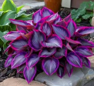 Хоста Сикрет Гарденс купить по цене от 549р. в интернет-магазине «Посадика» с доставкой почтой в в Лахденпохьяе и по всей России – [изображение №1].