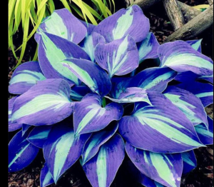 Хоста Аурелия купить по цене от 450р. в интернет-магазине «Посадика» с доставкой почтой в в Лахденпохьяе и по всей России – [изображение №1].